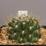 How Do I Know If My Cactus is Healthy