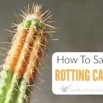 How to Save a Rotting Cactus Plant