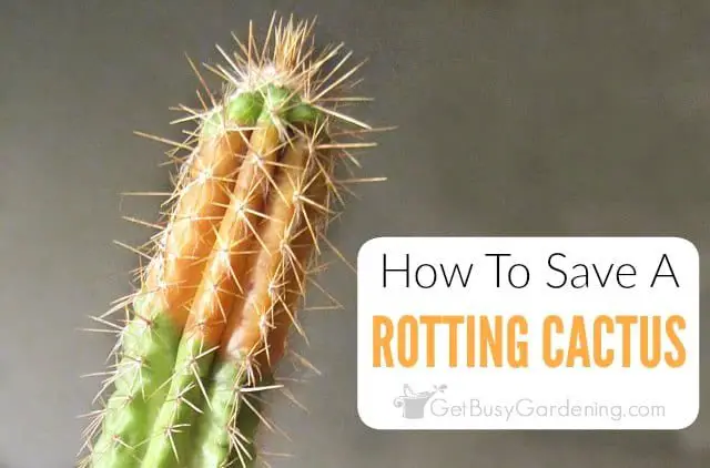 How to Save a Rotting Cactus Plant