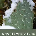 What Temperature Is Too Cold For Cactus Plant