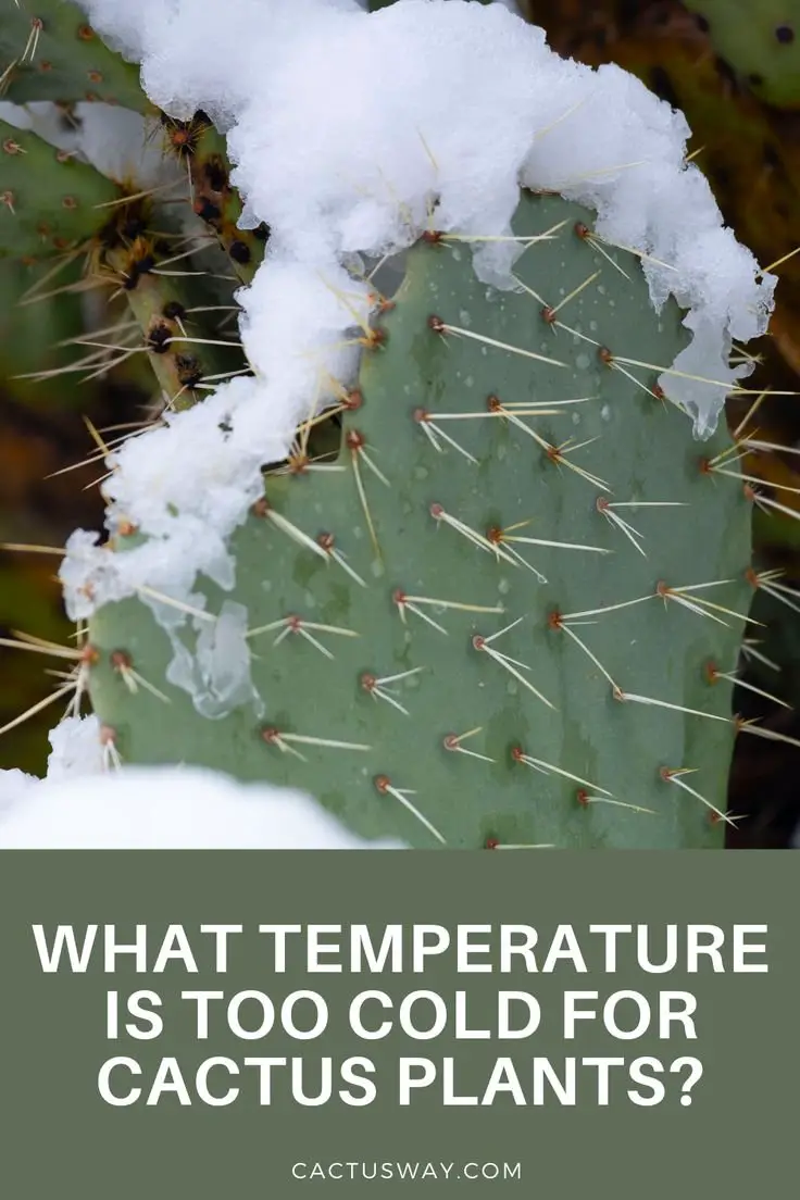 What Temperature Is Too Cold For Cactus Plant