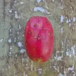 How To Clean A Cactus Fruit