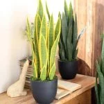 What Are The Benefits of Having a Snake Plant