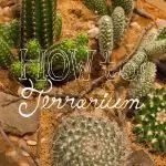 How to Make a Cactus Terrarium