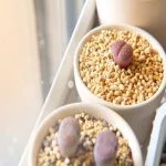 How Much Sunlight Does a Lithops (Living Stone) Need