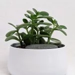 How to Choose the Right Pot for Your Jade Plant