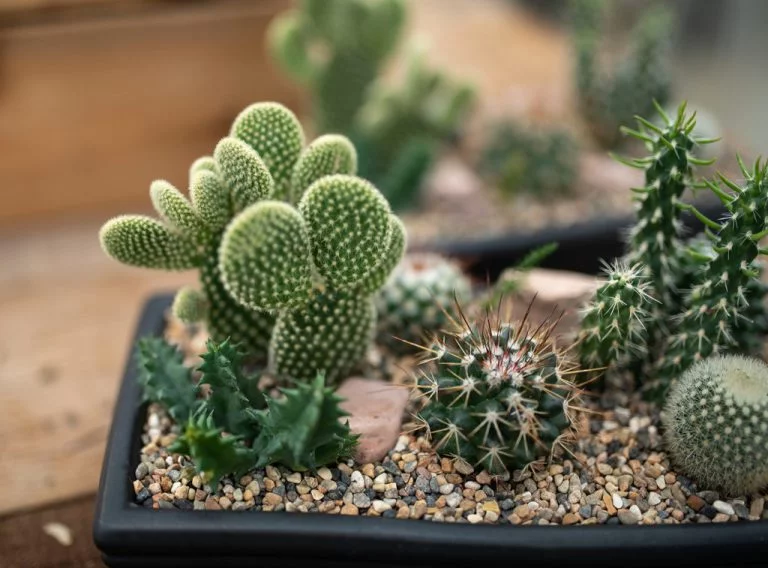 Is It Easy To Take Care of A Cactus Plant