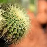 How To Keep Your Golden Barrel Cactus Fresh, Full And Healthy