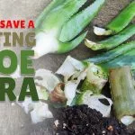 How to Save a Rotting Aloe Vera
