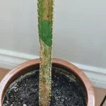 Why Is My Cactus Turning Brown