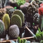 Cactus Care: 11 Essential Tips For Beginners