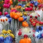 13 Beautiful Cactus Blossoms To Add To Your Home