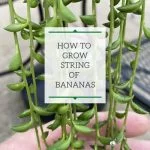 Ultimate Guide: How to Care for String Of Bananas