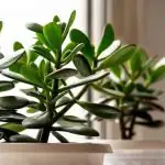 Ultimate Guide: How to Care for A Jade Plant