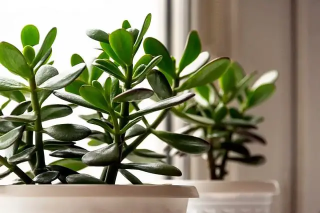 Ultimate Guide: How to Care for A Jade Plant