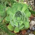 Ultimate Guide: How to Easily Care for Aeonium