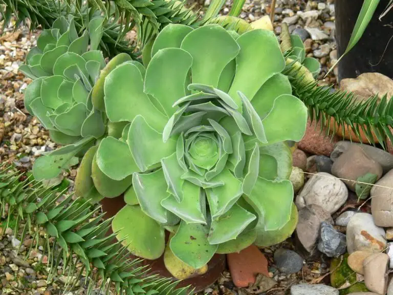 Ultimate Guide: How to Easily Care for Aeonium