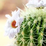 What Does It Mean When a Cactus Blooms