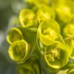 Does Euphorbia Plant Require Direct Sunlight