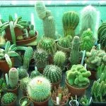 What Is So Special About Cactus Plants