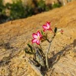 Adenium Plant (Desert Rose) – Does It Require Direct Sunlight