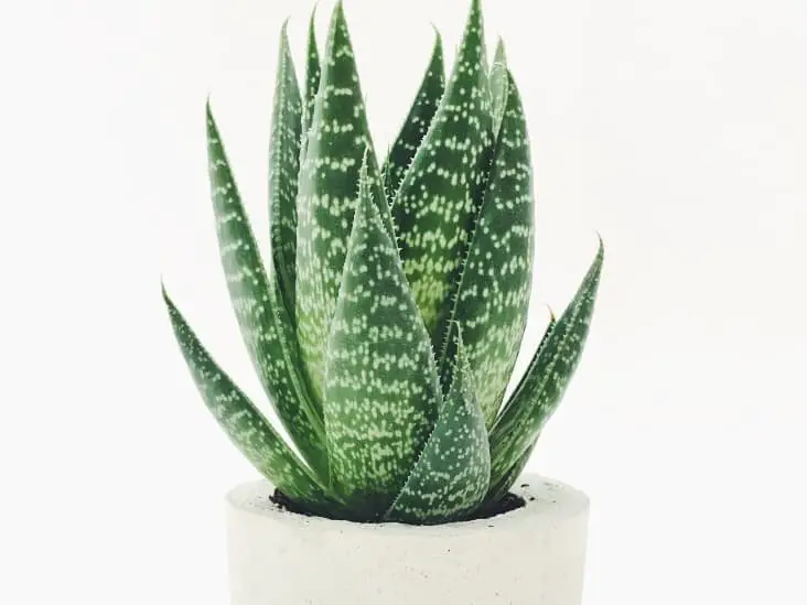 Aloe Vera Care 10 Essential Tips for Beginners