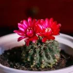 Do Cacti Plants Die After Flowering