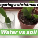 Does Cactus Root in Water