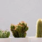 How to Water Cactus: The Ultimate Guide