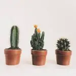 5 Signs Your Cactus Needs Less Water