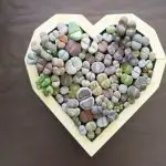 Amazing Facts You Didn’T Know About Lithops (Living Stone)