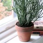 Pencil Cactus: an Indoor Or Outdoor Plant