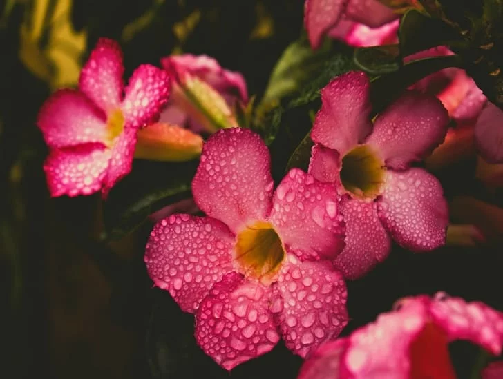 6 Things You Should Know About Watering Your Adenium Plant