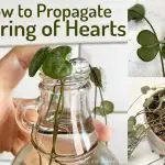 This is How to Propagate String of Hearts