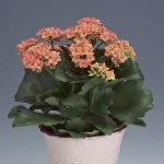 Is a Kalanchoe Blossfeldiana an Indoor Or Outdoor Plant