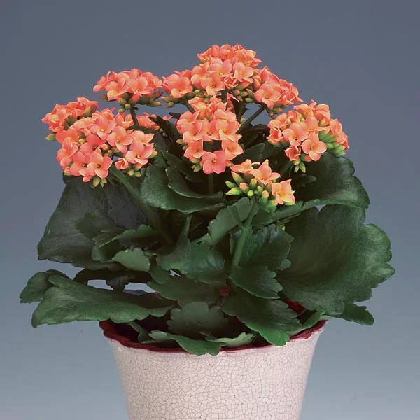 Is a Kalanchoe Blossfeldiana an Indoor Or Outdoor Plant