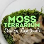 How to Make Moss for a Terrarium: Step-By-Step Guide