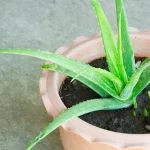 10 Easy Steps on Reviving a Dying Aloe Vera