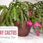 How To Care For A Cactus In The Summer