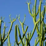 Pencil Cactus: Full Sun Or Part Shade