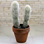 Old Man Cactus – How To Grow A Cephaocereus Senilis Cactus