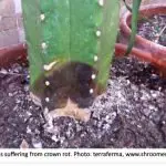 How To Save A Rotting Cactus