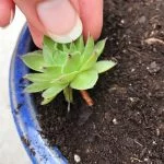 How to Propagate Hens And Chicks Plants