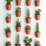 How Long Does An Indoor Cactus Live