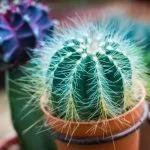 How Long Does A Cactus Live