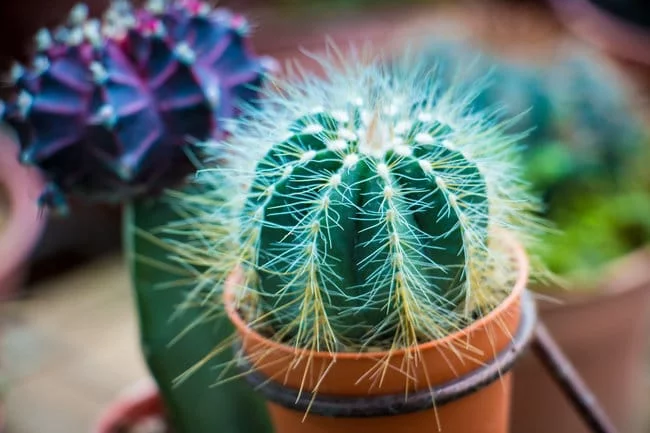 How Long Does A Cactus Live