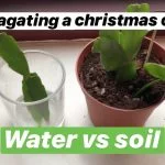 Can A Christmas Cactus Root In Water