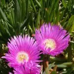 How to Choose the Perfect Soil for an Ice Plant