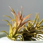 How Much Direct Sunlight Does An Air Plant Need