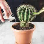 How Often To Water A Cactus